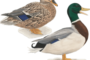Patos
