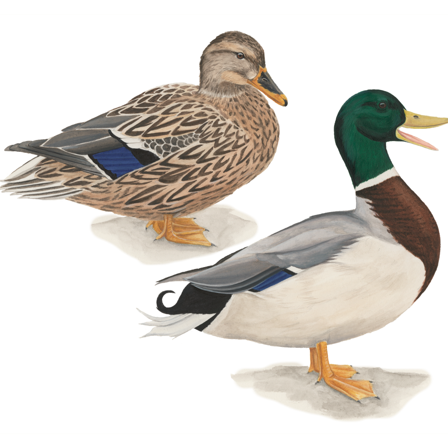 Patos 1 patos 1