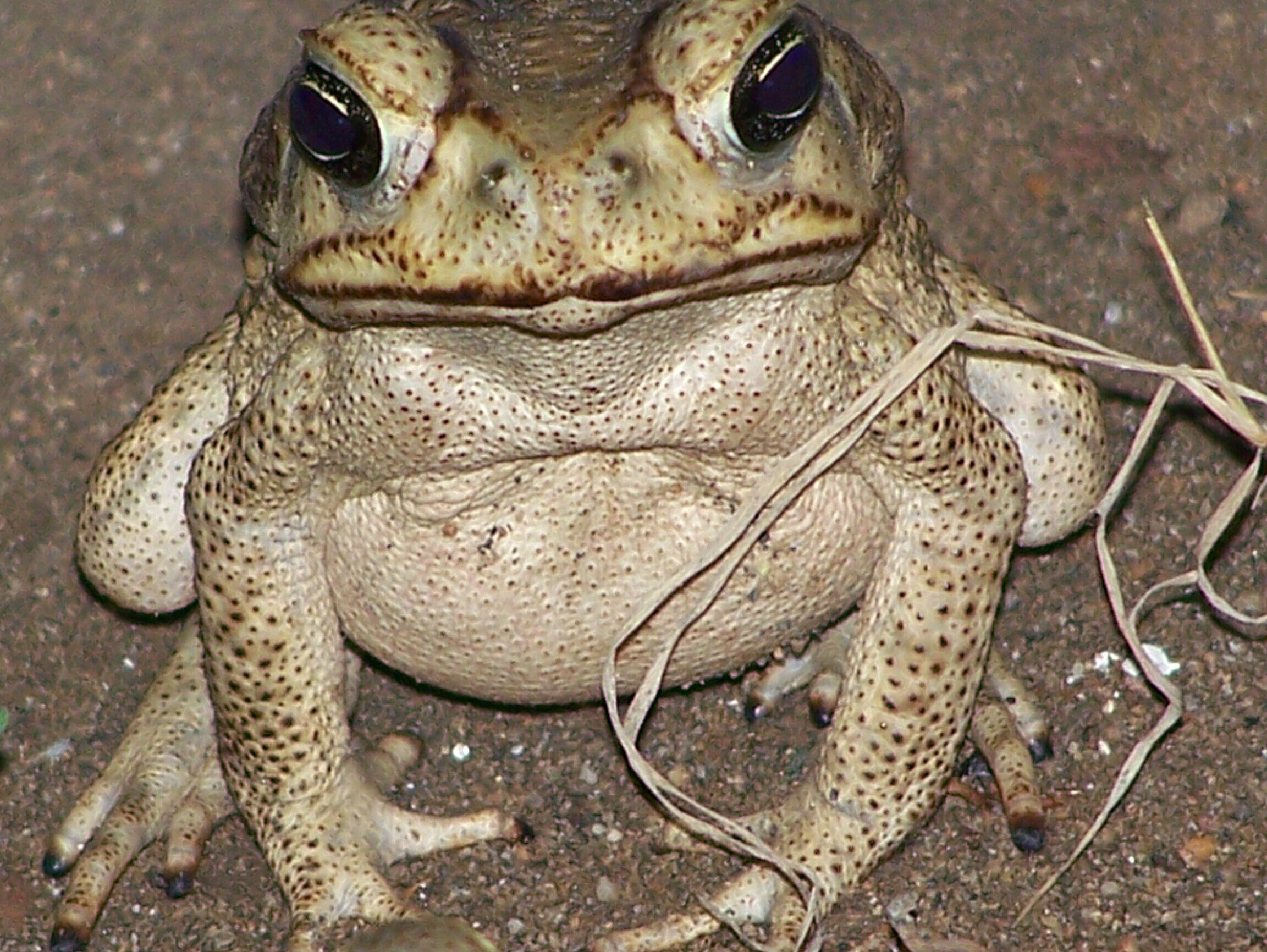 Sapito 1 sapito
